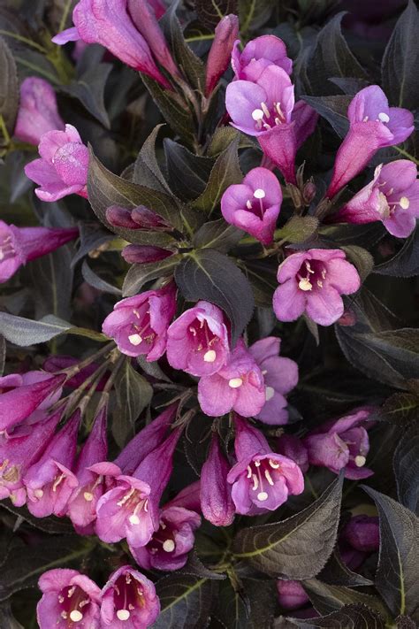 Dark Horse Weigela, Weigela florida 'Dark Horse', Monrovia Plant
