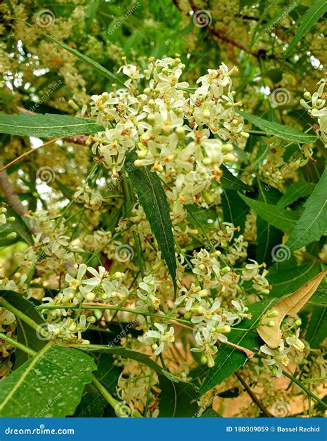 Aromatic Neem Tree, the Scientific Name for this Tree is Azadirachta Indica Stock Image - Image ...