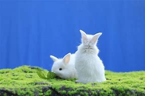 Image result for Most Cute Rabbit