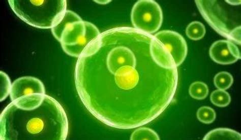 Image result for RNA Replication