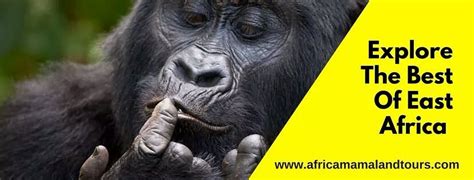 AFRICA MAMALAND TOURS (2025) All You Need to Know BEFORE You Go (with ...