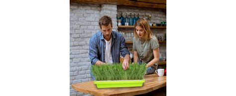 IcyFlame BPA Free Soil Less Seed Germination Tray with Lid and Drain ...
