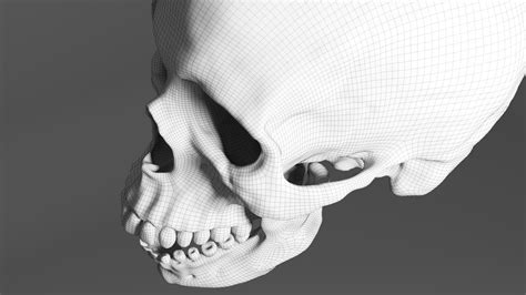 Human Skull Realistic - 3D Model by gabrielgardiman