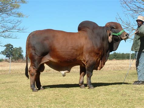 Brahman Cattle Characteristics