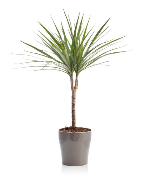 Dracaena care how to grow a dracaena as a houseplant – Artofit