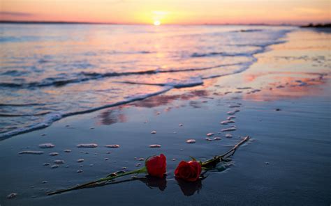 flowers, Rose, Sunlight, Beach HD Wallpapers / Desktop and Mobile ...