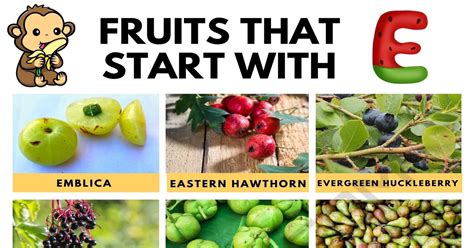 15 Exquisite Fruits that Start with E with Pictures • 7ESL