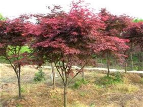什么规格的红枫树用的最多，看看专家怎么说-新闻中心-长景园林网