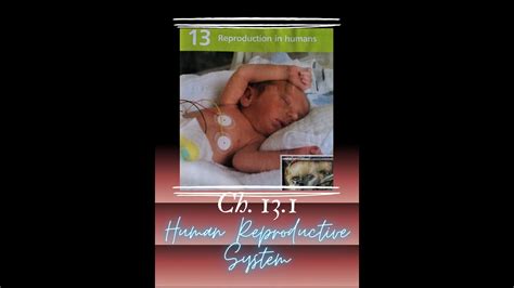 Image result for How Humans Reproduce