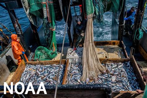 DisMAP - Distribution Mapping and Analysis Portal Home Page