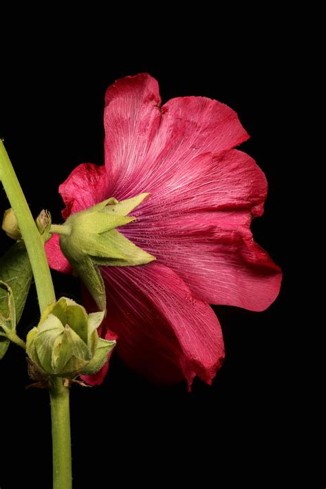Alcea rosea L. | Plants of the World Online | Kew Science
