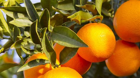 橙子的种子怎么种植 —【发财农业网】