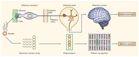 Cutting Edge Methods for Non-Invasive Disease Diagnosis Using E-Tongue ...