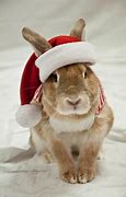 Image result for Farm Animals Bunny