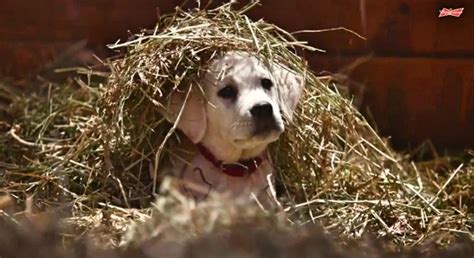 Budweiser Dog Commercial 的图像结果