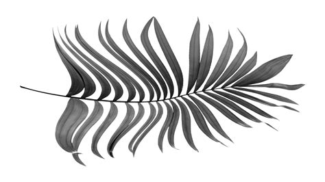 black leaves of palm tree on transparent background png file 9307520 PNG
