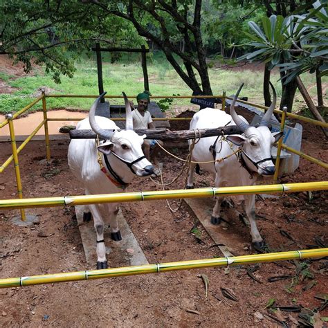 JANAPADA LOKA / KARNATAKA JANAPADA PARISHATH (2026) All You Need to ...