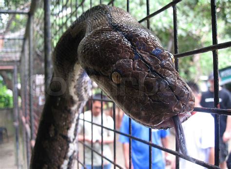 Image result for Netzpython