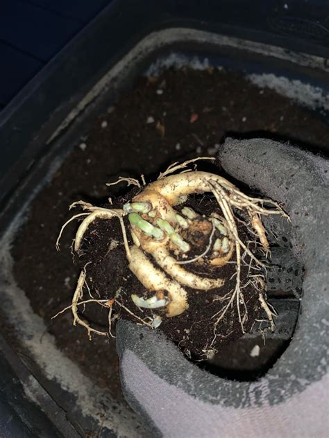 What is this plant? : r/plants