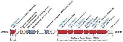 Characterization of Two α-l-Arabinofuranosidases from Acetivibrio ...