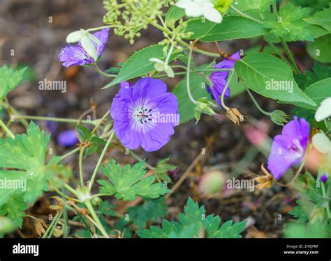 closeup of a cranesbill geranium rozanne Stock Photo - Alamy