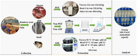 Accelerated Solvent Extraction and Pulsed Electric Fields for ...