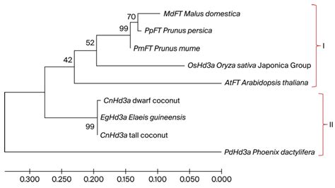 Molecular Characterization of CnHd3a and Spatial Expression of Its ...
