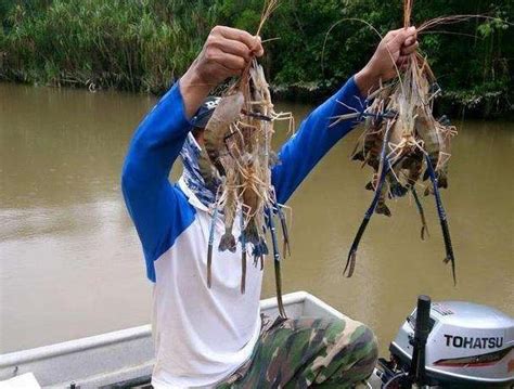 湄公河大虾泛滥成灾，一只就有一斤！游客：确定这不是养虾场？_青海省