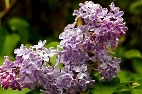 Image result for Task 1 Process Butterfly
