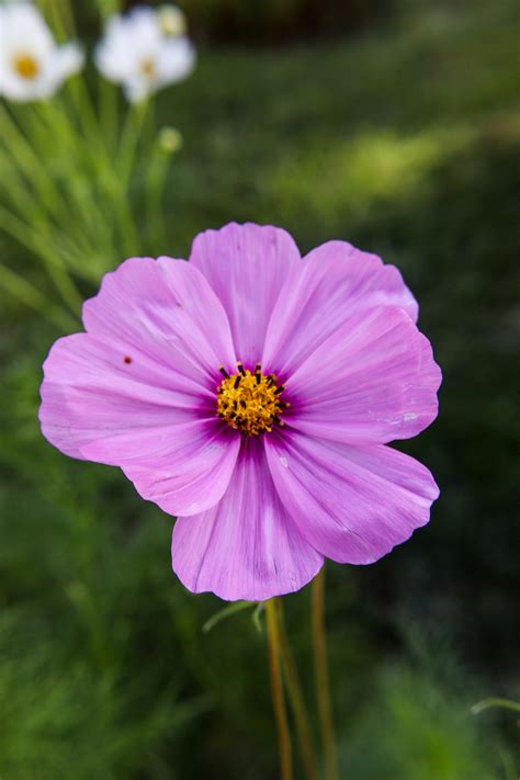 Camilla+Araujo+Pink+Pics+Free+Download Photos, Download The BEST Free ...