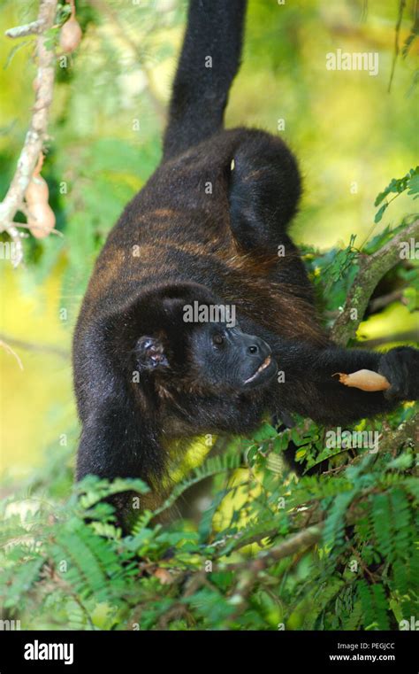 Screaming monkey hi-res stock photography and images - Alamy