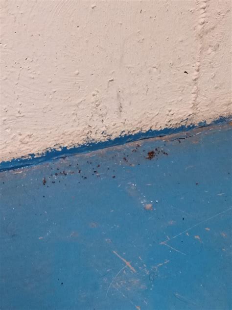 Black widow egg casings? : r/whatisthisbug