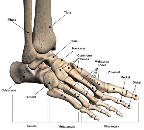 Fractured Fibula | Hartford Hospital | Hartford, CT