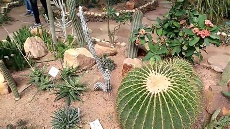 India's Green Gems: Botanical Bliss!