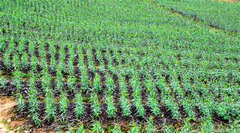 巫溪太白贝母种植作为兴农产业来抓，通过产业化发展成村民致富增收支柱-巫溪县瑞雪药材种植有限责任公司