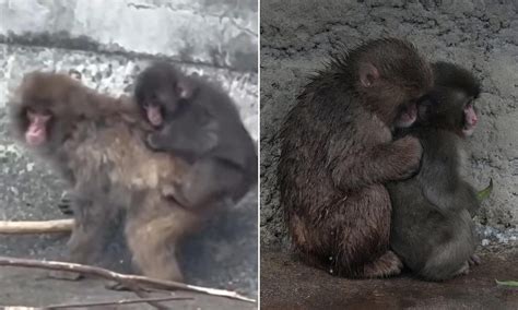 Punch the monkey finally accepted by his peers after primate was ...