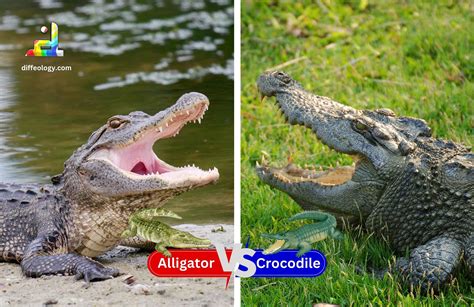 Crocodile Vs Alligator Size Life Size Cast Aluminium Crocodile Garden