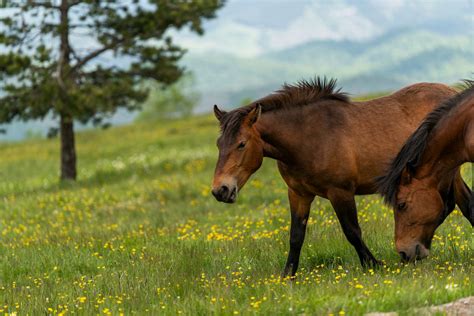 9 Southern U.S. Spots Where Wild Horses Still Roam Free