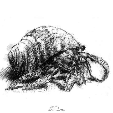Crab Drawing Realistic at Crystal Frasher blog