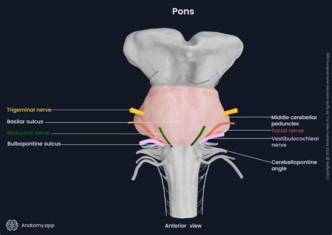 Image result for Pons Function