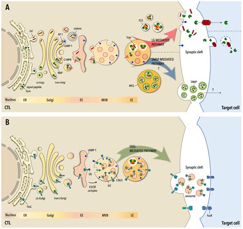 Cytotoxic T-cell Activation 的图像结果