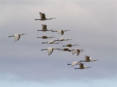 Image result for Northern Migration of Python's