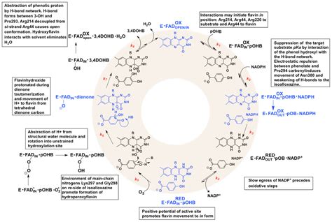 Form Follows Function: Structural and Catalytic Variation in the Class ...