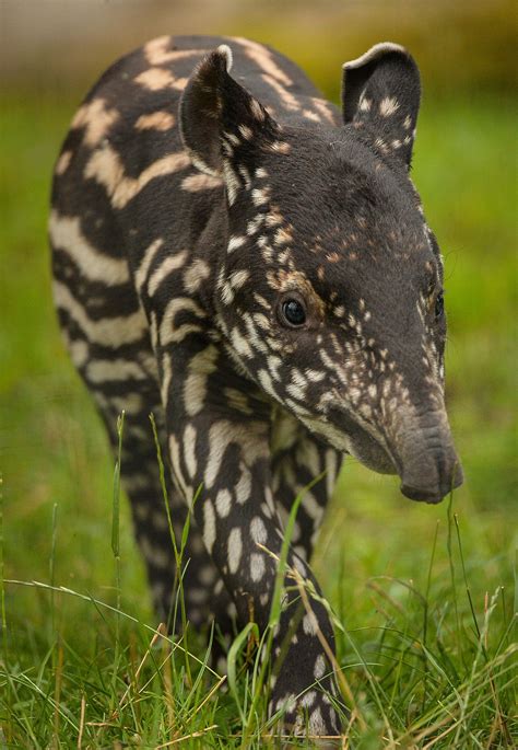 Wild Animal Artinya Bahasa Indonesianya