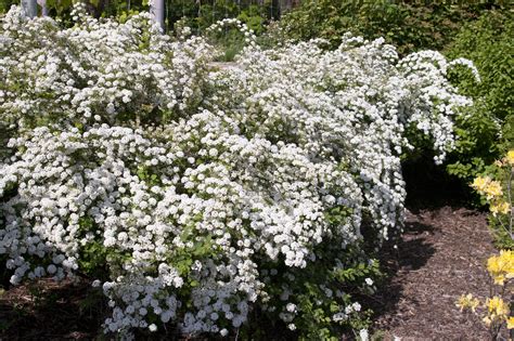 Spirea - Renaissance Bridalwreath - Malmborgs