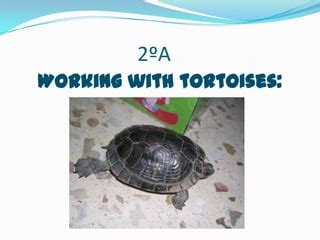 Observation 的图像结果