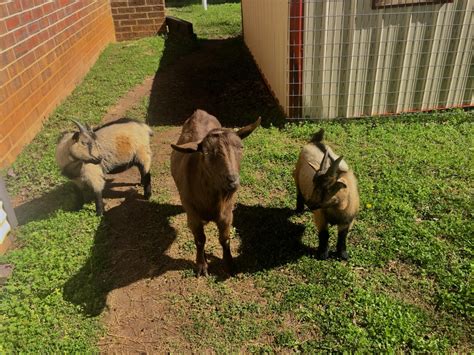 Athens Drive High School is home to various animals – ATHENS ORACLE