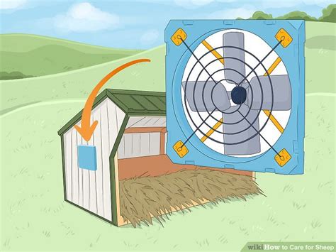 Sheep Care 的图像结果