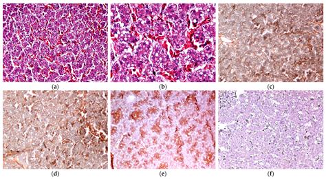 Effects of Milk Thistle Extract Supplementation on Performance, Egg ...