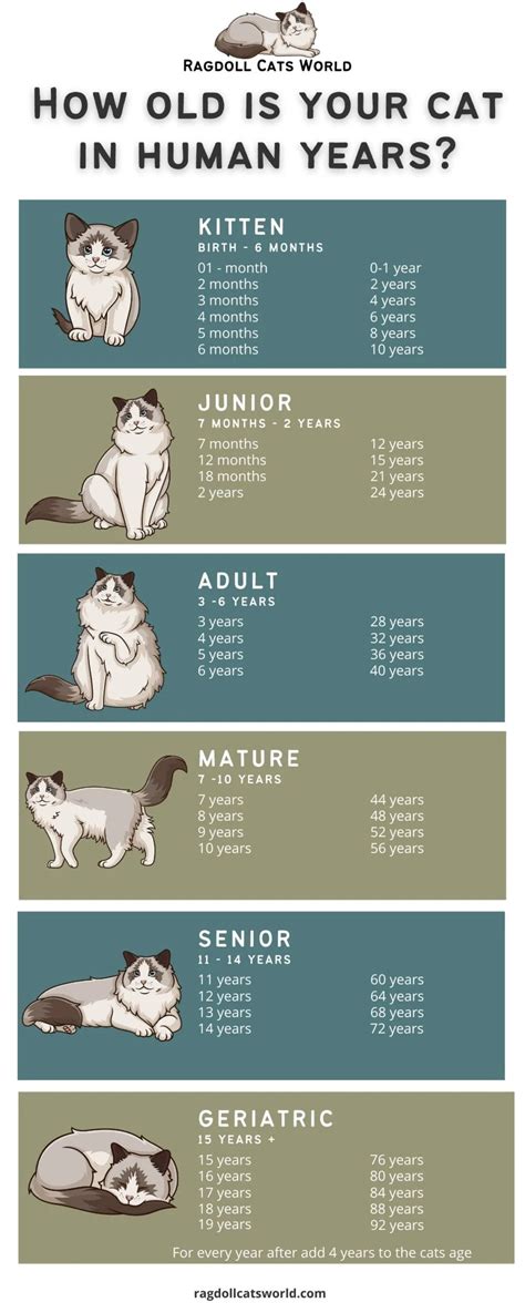 Convert Cat Years To Human Years Calculator - mycats